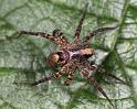Pardosa_lugubris_D8199_Z_88_Bij afgraving_Nederland